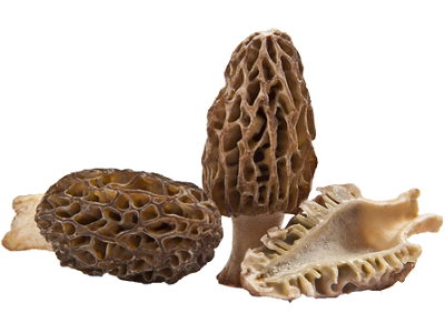 Morilles